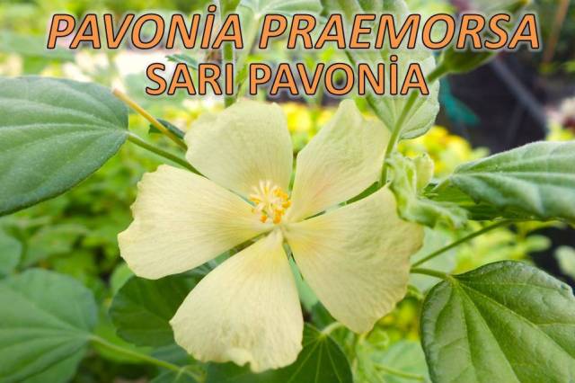 uploads/04062025135740/pavoniapraemorsa8.JPG