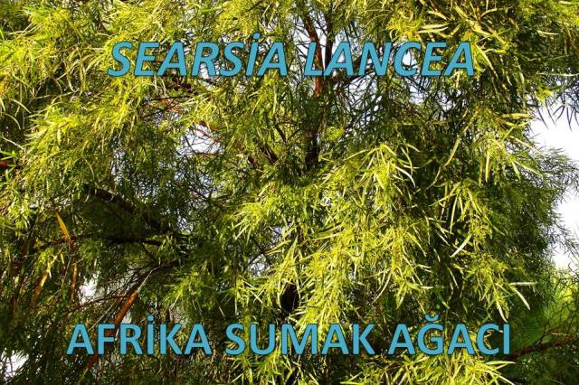 uploads/09092024165553/Searsialancea7.JPG