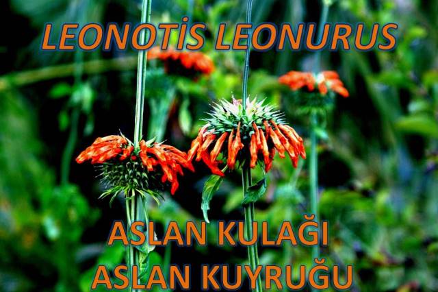 uploads/10022025104748/Leonitisleonorus8.JPG