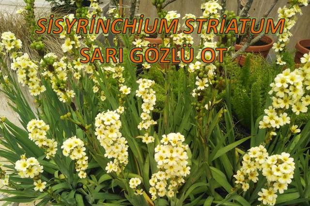 uploads/11052024140805/Sisyrinchiumstriatum.jpg