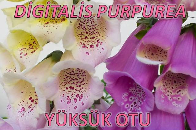 uploads/13052025171909/digitalispurpurea9.JPG
