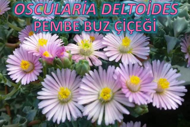 uploads/16052020164220/12.jpg