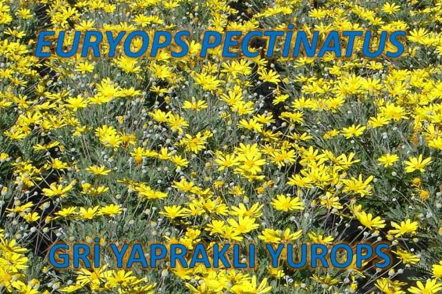 uploads/17012025160037/Euryopspectinatus.jpg