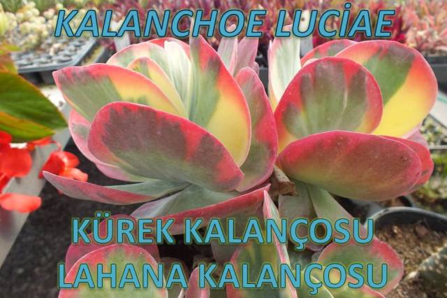uploads/21042025173318/Kalanchoeluciae10.JPG