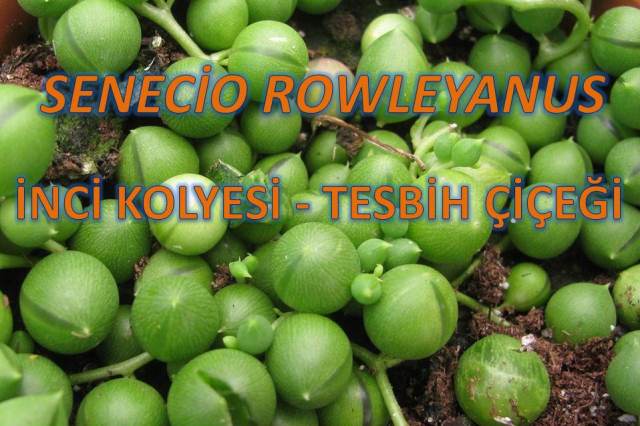 uploads/25102019190609/BAS.jpg