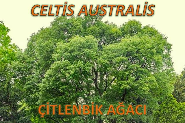 uploads/27032025132809/celtisaustralis8.JPG