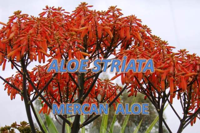 uploads/29012018113136/ALOE.jpg