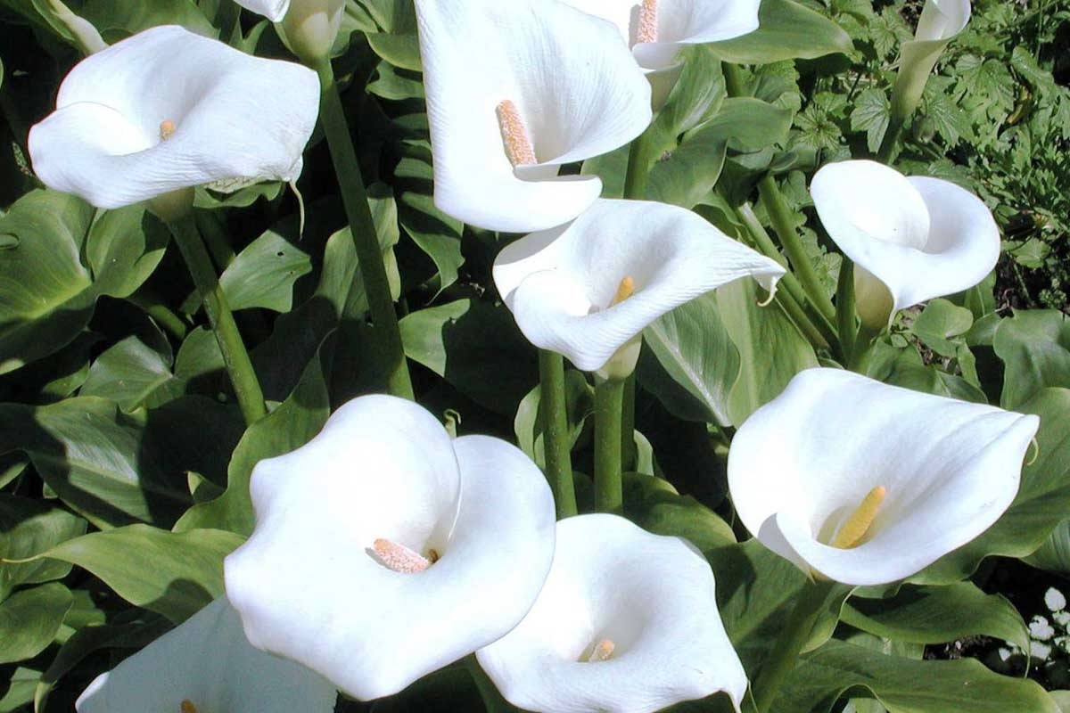 Zantedeschia aethiopica