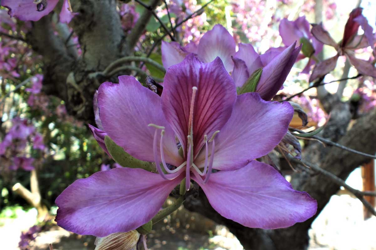 Bauhinia variegata