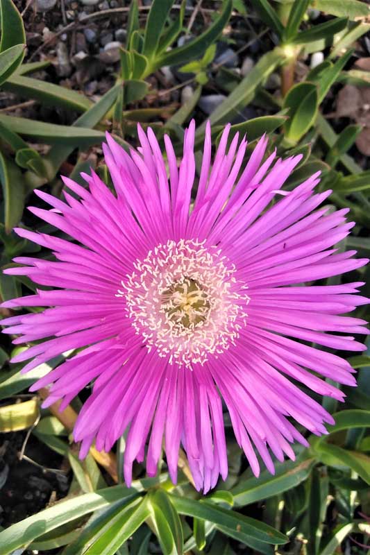 Carbobrotus aciniformis