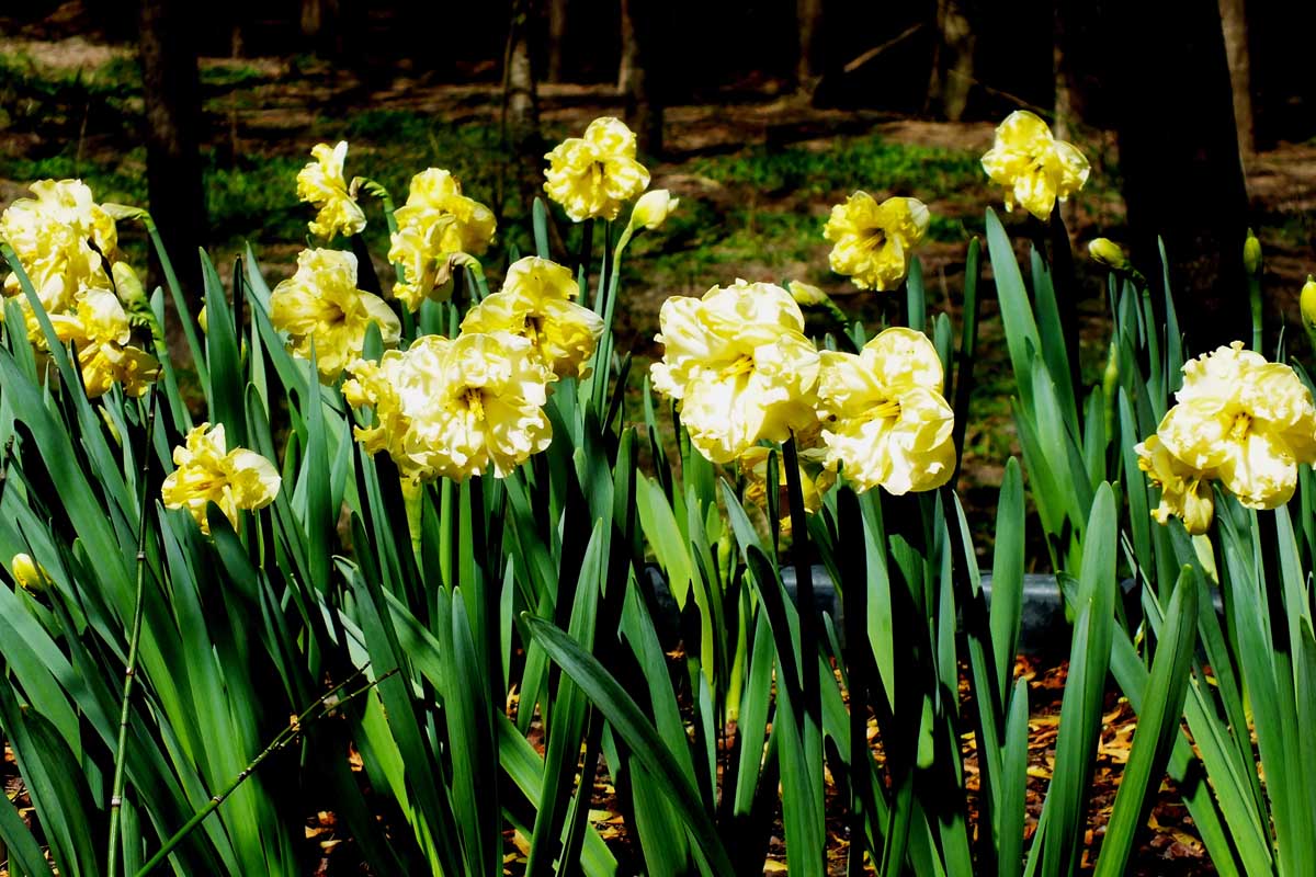 Narcissus sunny side up