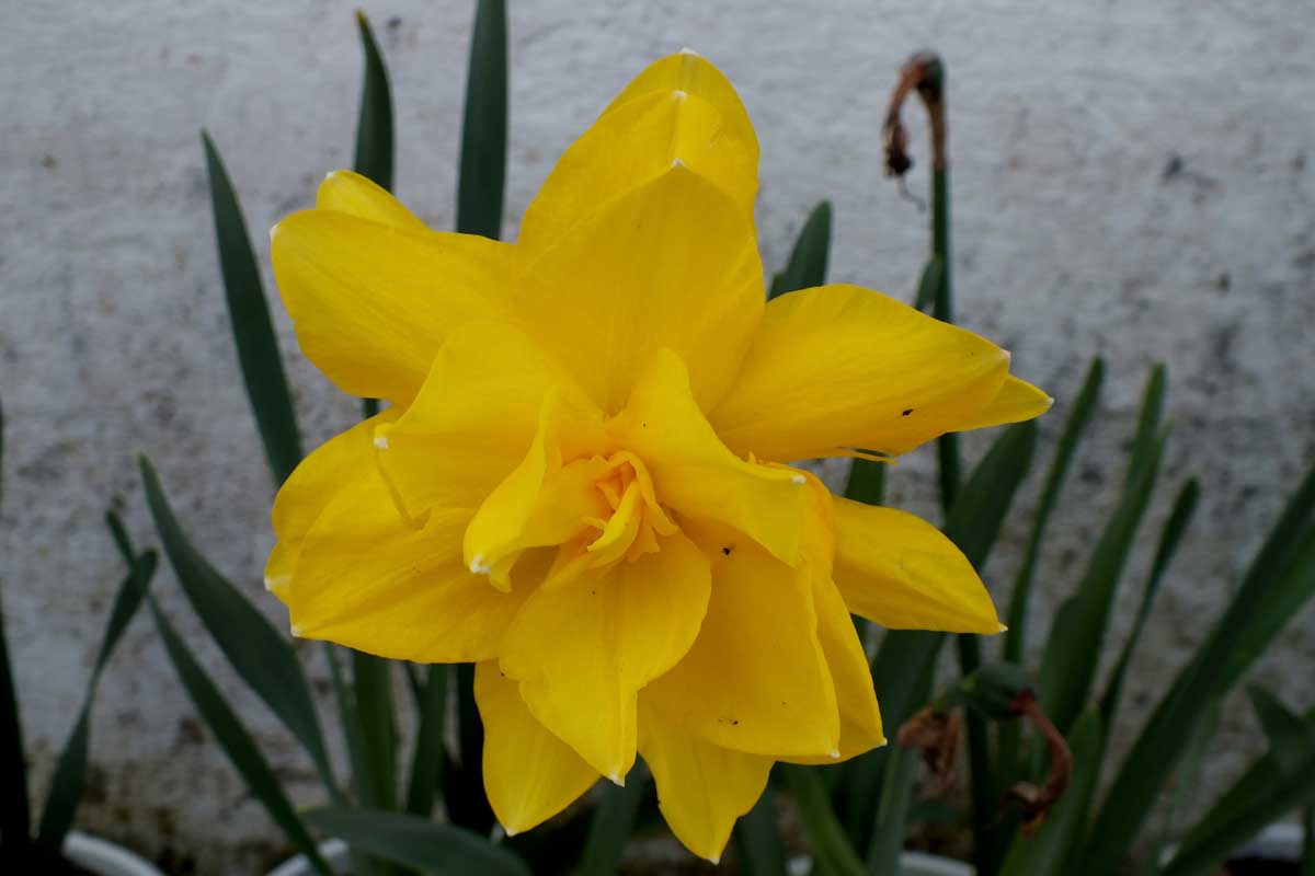 Narcissus golden ducat