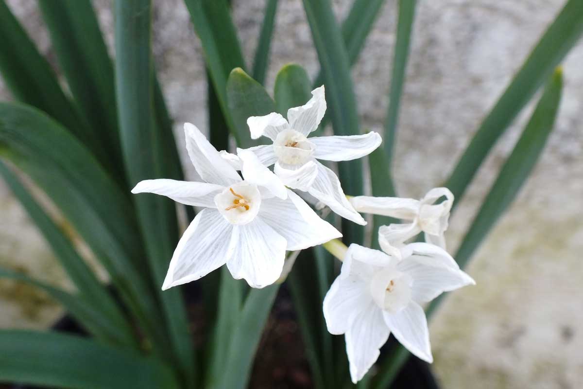 Narcissus paper white
