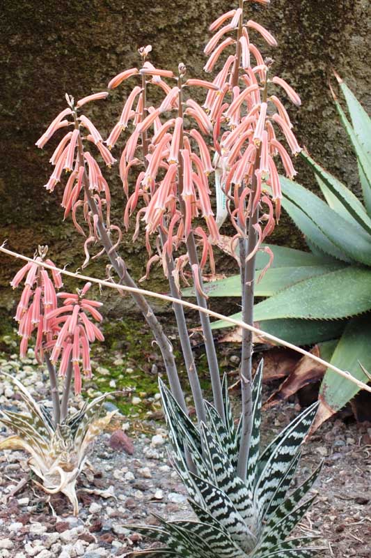 Aloe variegata