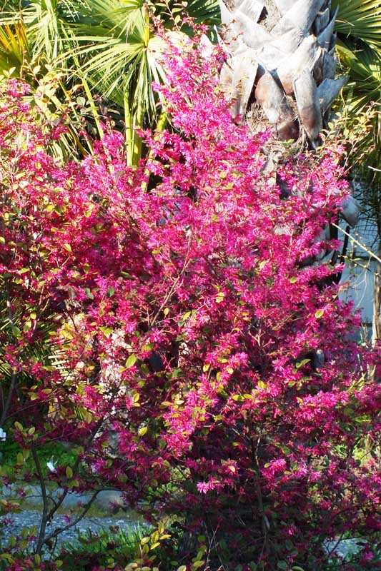 Loropetalum chinense