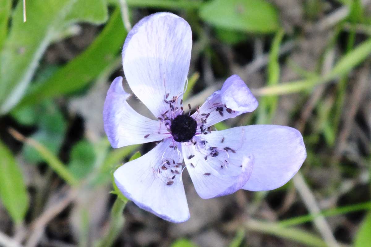Anemone coronaria