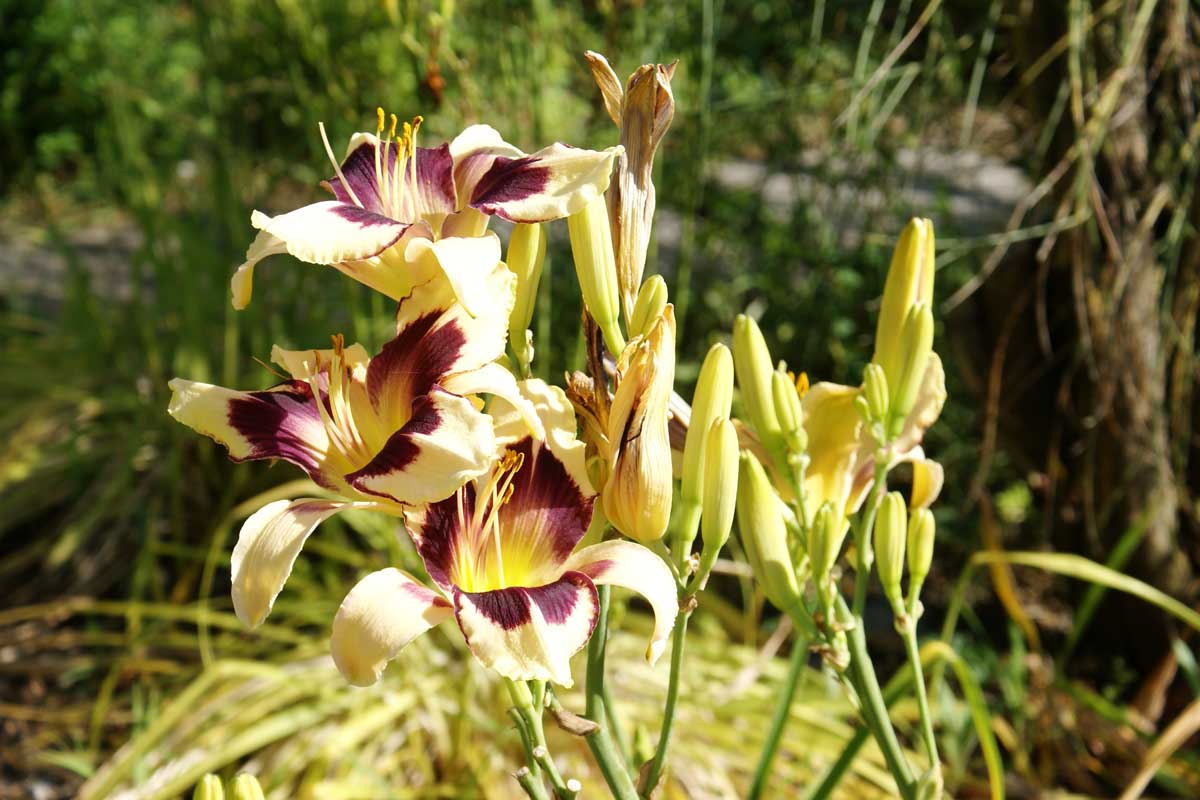 Hemerocallis hibrid