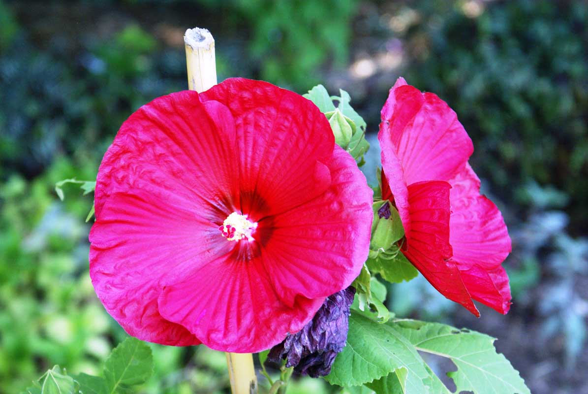 Hibiscus moscheutos