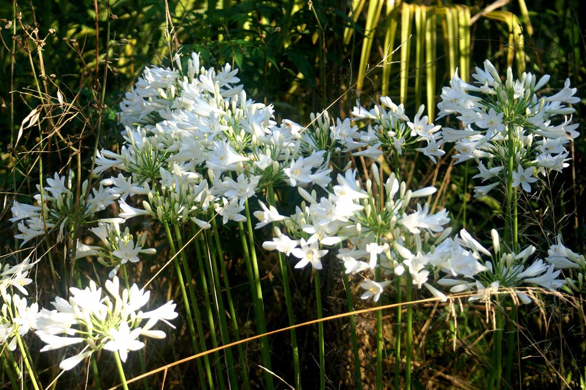 Agapanthus africanus alba