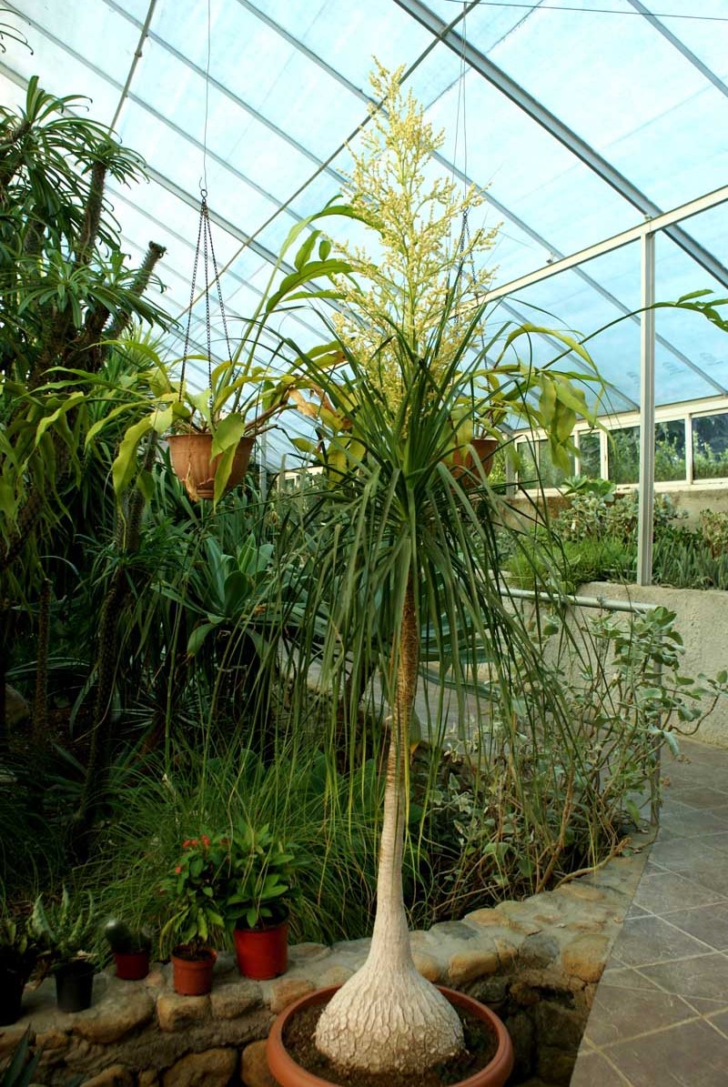 Beucarnea recurvata