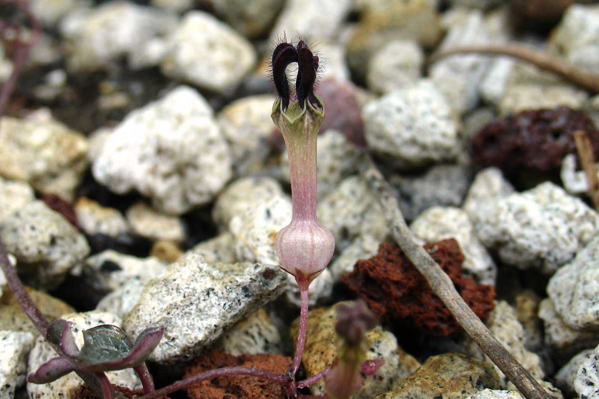 Ceropegia woodii