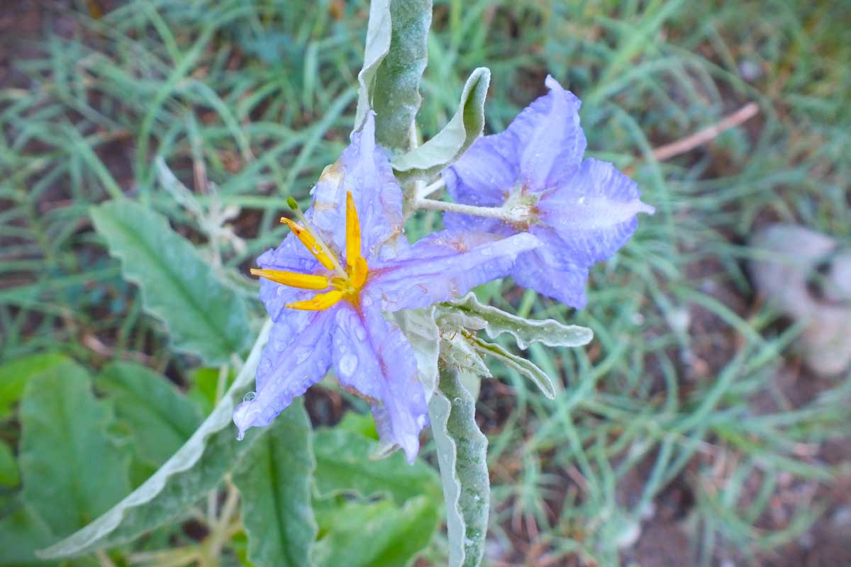 Solanum elaeagnifolium