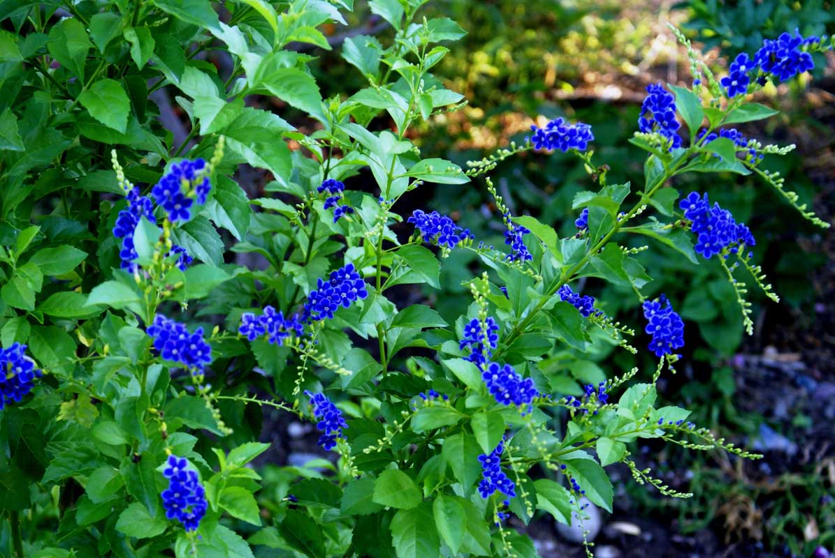 Duranta repens
