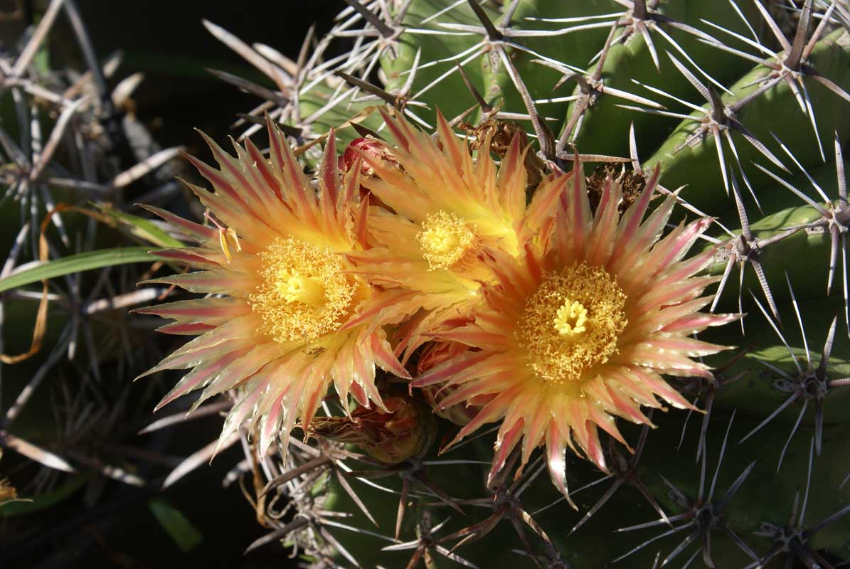 Ferocactus spp.