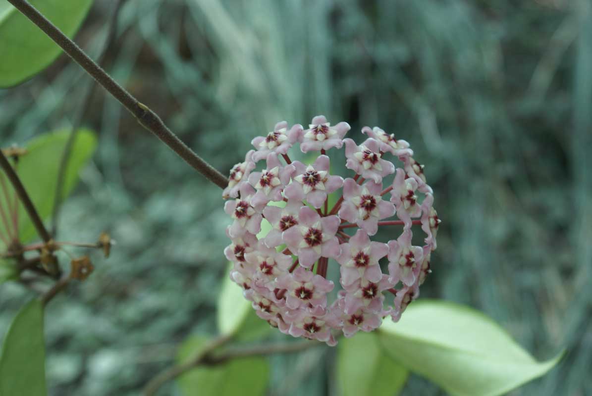 Hoya carnosa