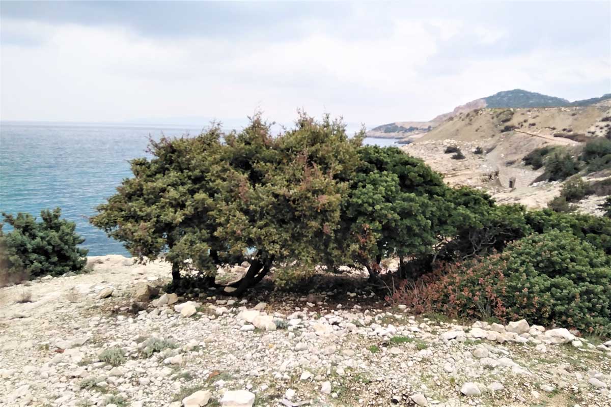 Juniperus oxycedrus