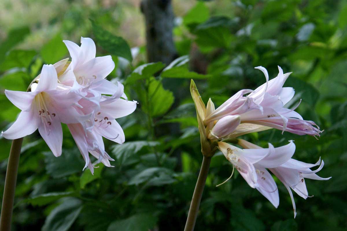Lillium-hybrit