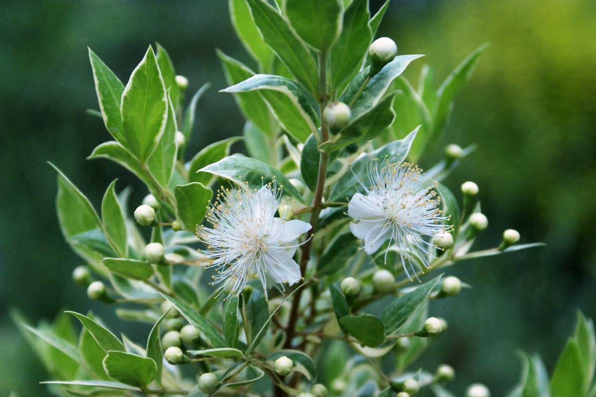 Myrtus communis variegata