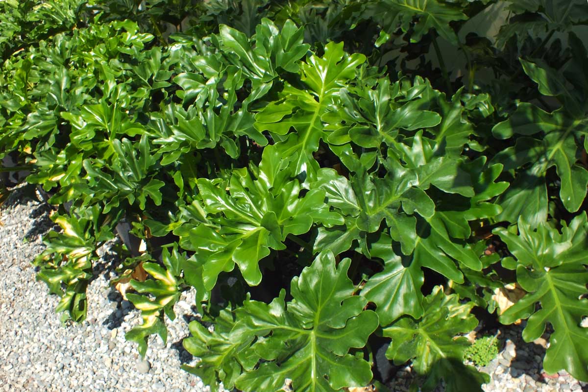 Philodendrum bipinnatifidum