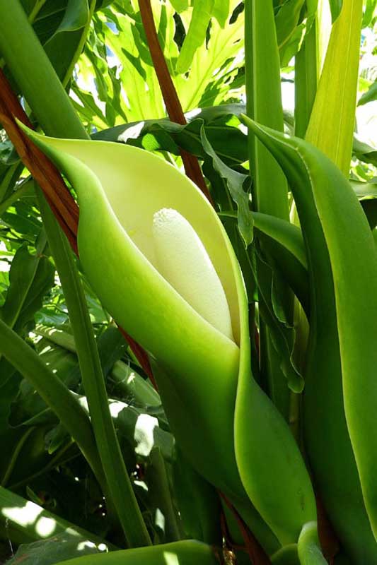 Philodendrum bipinnatifidum- Spathe