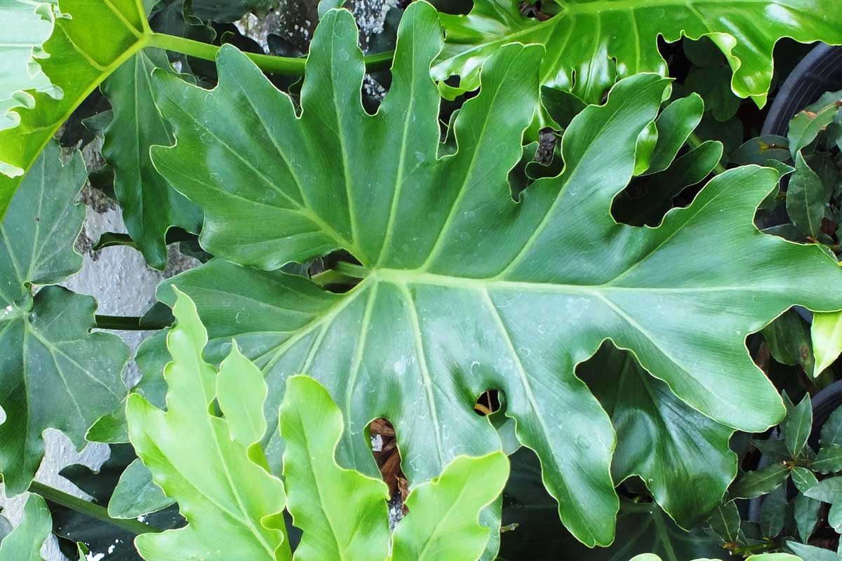 Philodendrum bipinnatifidum-yaprak
