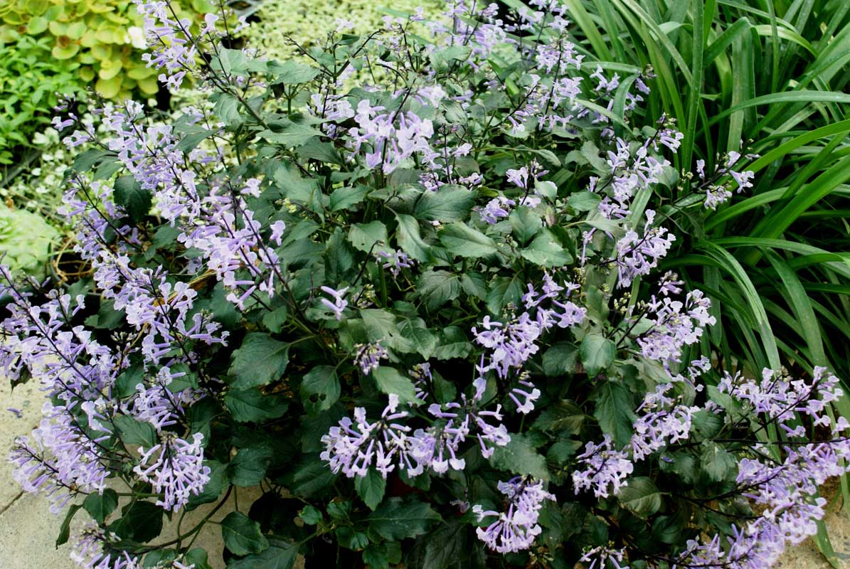 Plectranthus mona lavender