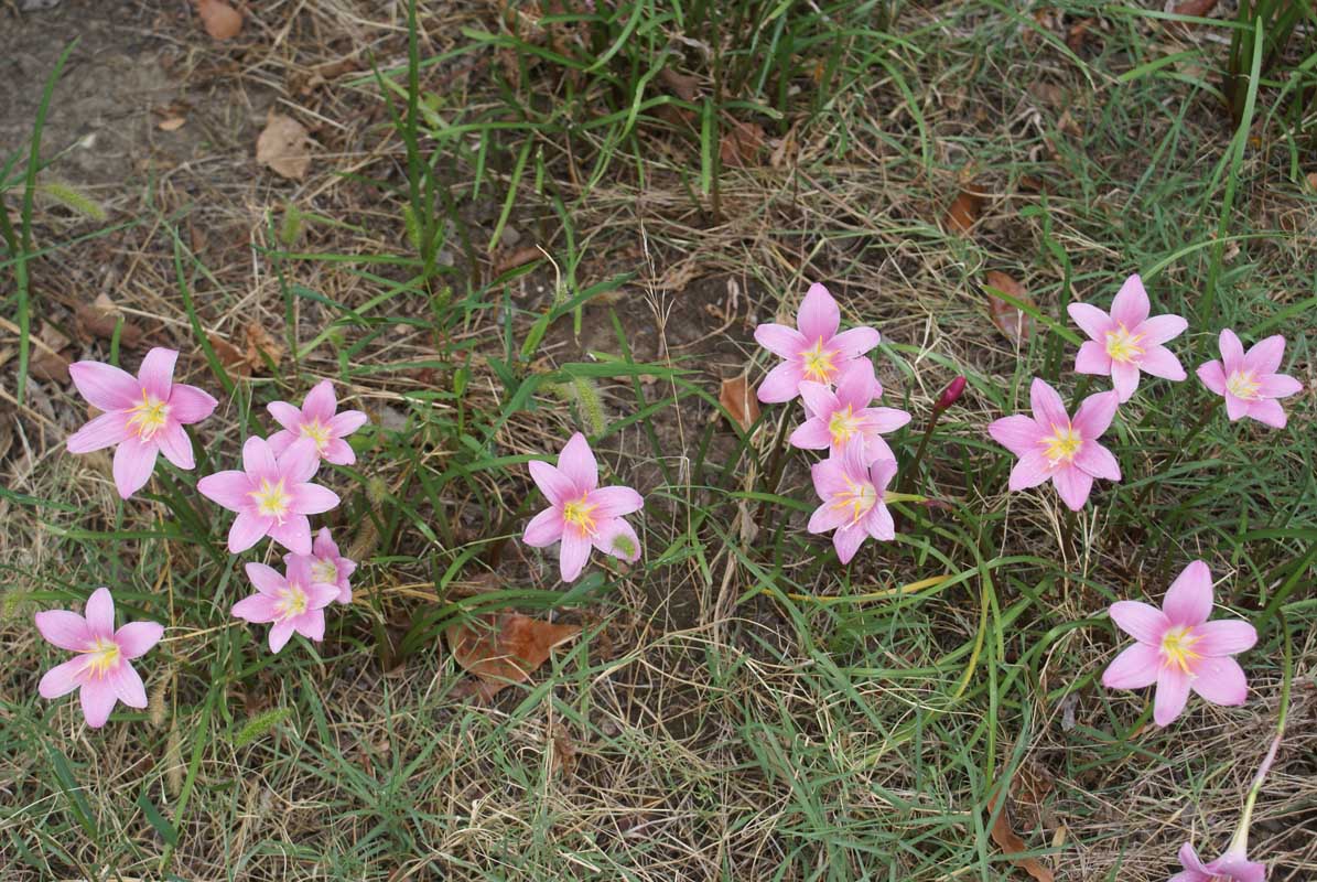 Zephyranthus grandiflora