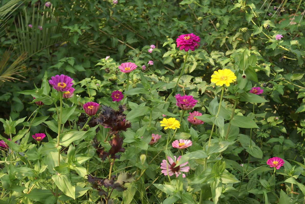 Zinnia hibrit