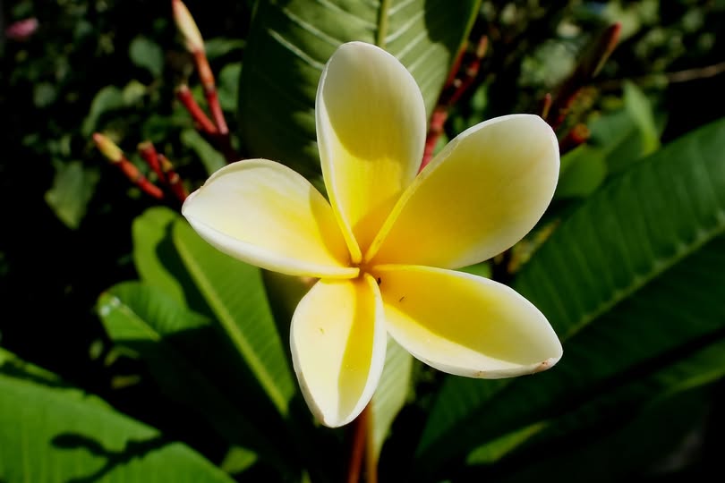 Plumeria alba