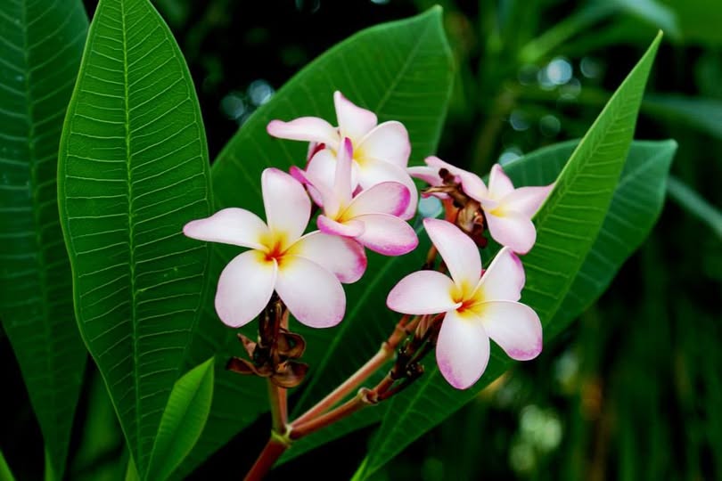 Plumeria alba