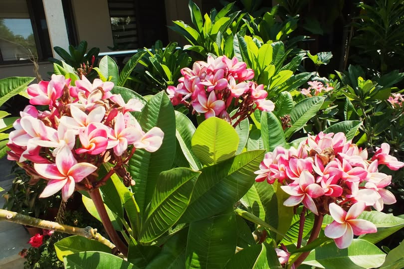Plumeria rubra