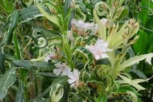 Nerium oleander Esener