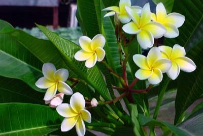 Plumeria alba
