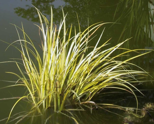 Acorus gramineus variegatus