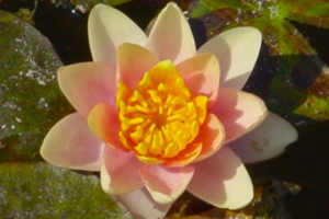 Nymphae 'Aurora'