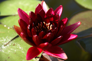 Nymphae 'Black Princess'