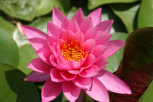 Nymphae 'Celebration'