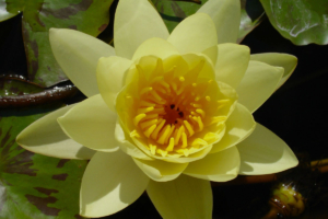 Nymphae 'Marliacea Chromatella'