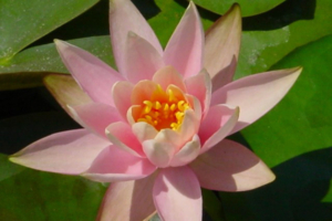 Nymphae 'Colorado'