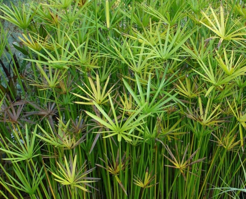 Cyperus alternifolius